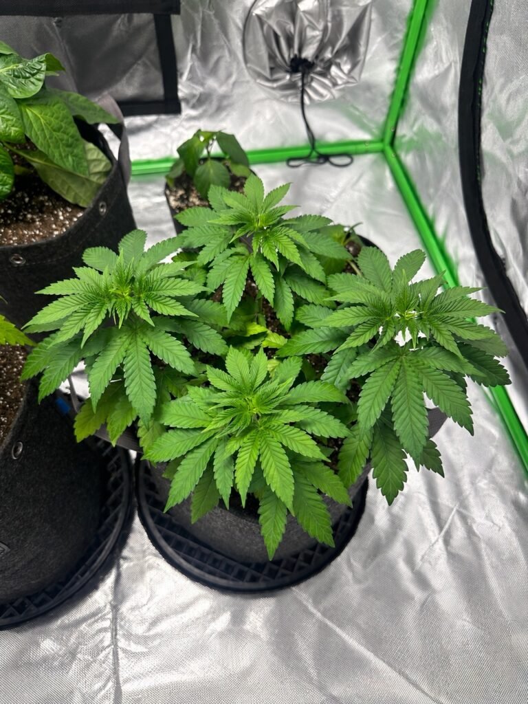 Healthy young cannabis plants growing in fabric pots inside a reflective indoor grow tent